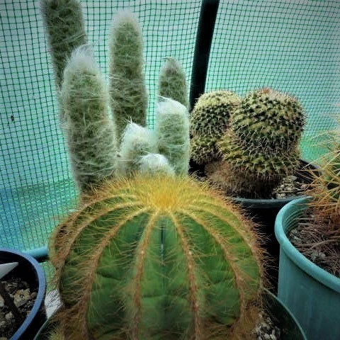 Cacti Care