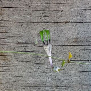 Ceropegia Rendalii