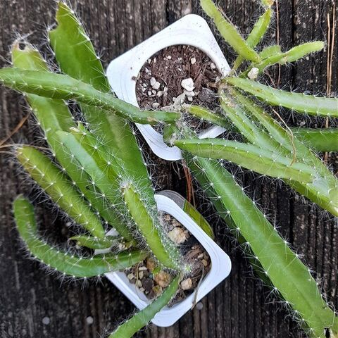 Dragon Fruit
