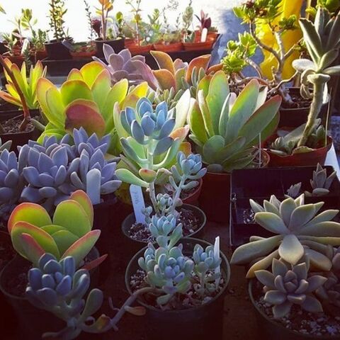 Succulent Mystery Box