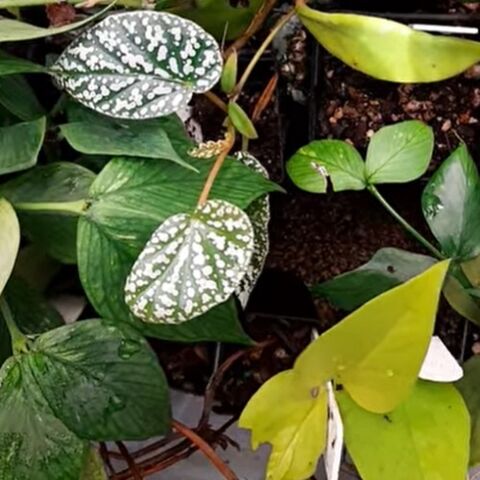 Indoor Plant Mixture