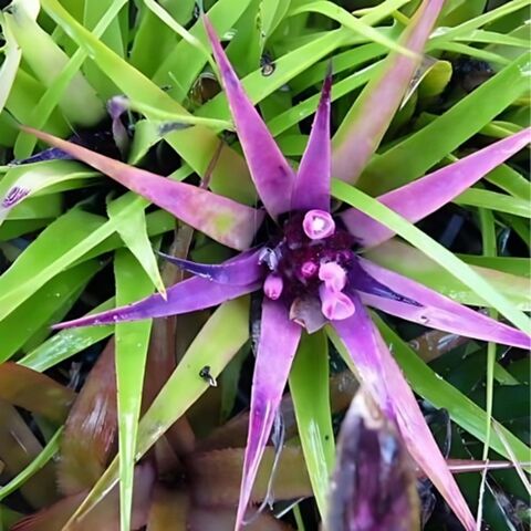 Bromeliad Mixture