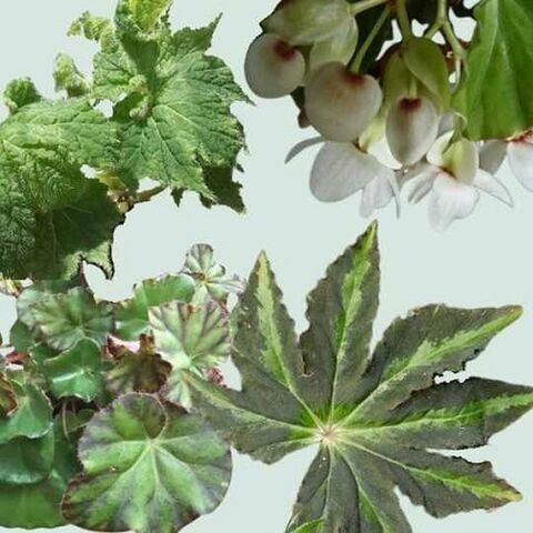 Begonia Mixture